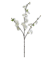 Japanese Cherry Blossom - White