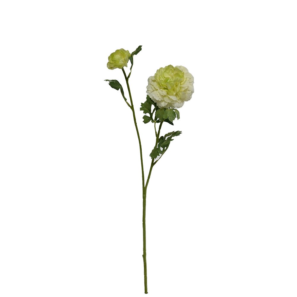 Single cream and green garden ranunculus stem with layered blooms and buds, on white