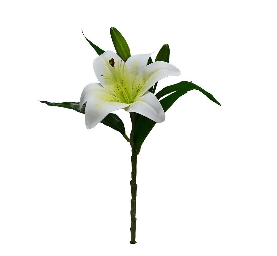 Single white market lily stem with one open bloom and buds, on a white background