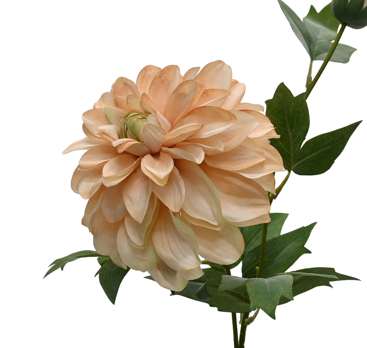 Close view of the apricot and peach dahlia petals with green foliage below