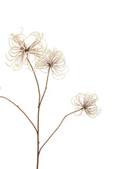 Dried Clematis Seed Head Spray 115cm | Faux Botanical