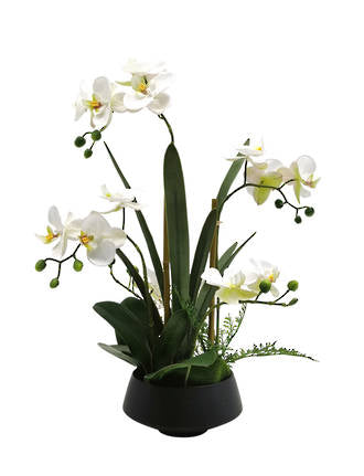 Phalaenopsis Orchid Black Ceramic Pot