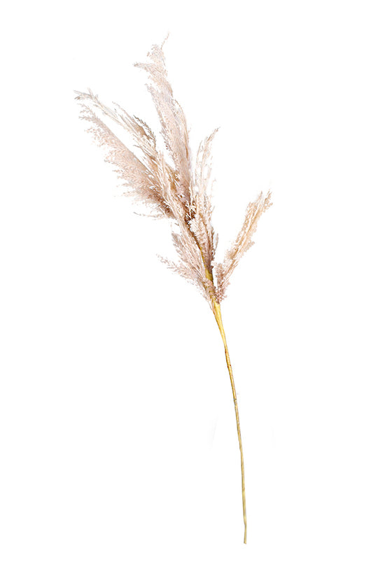 A tall stalk of Beach Pampas from Artificial Flora on a white background.