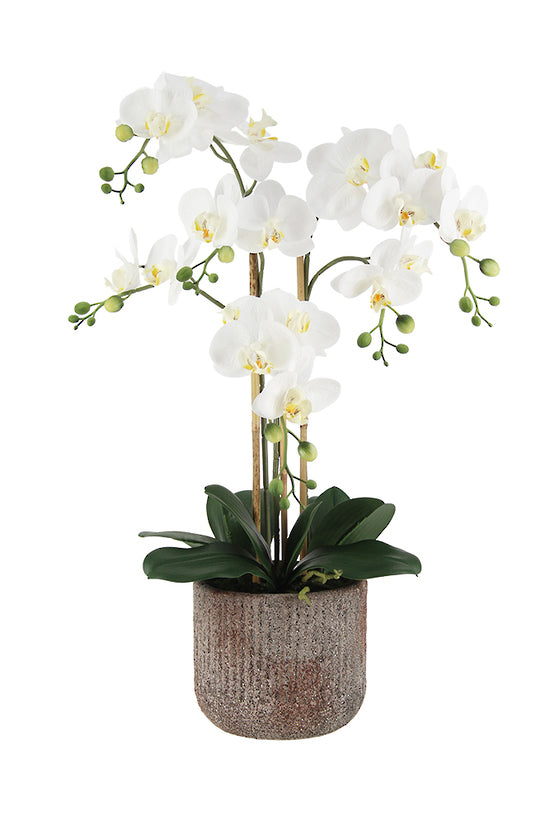 Phalaenopsis Orchid in Rustic Pot, White 61cm / 66cm Faux Plant