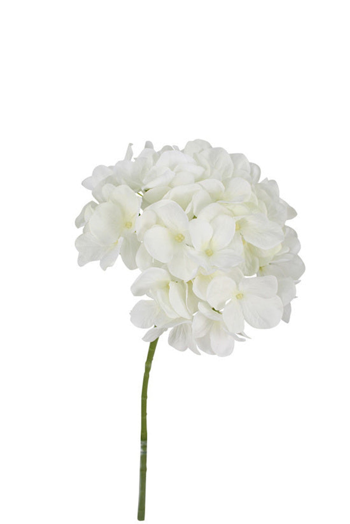 Close view of the winter white hydrangea bloom, on white