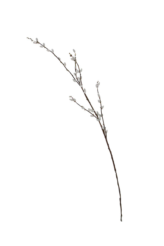 Pussy Willow Branch 1.16m