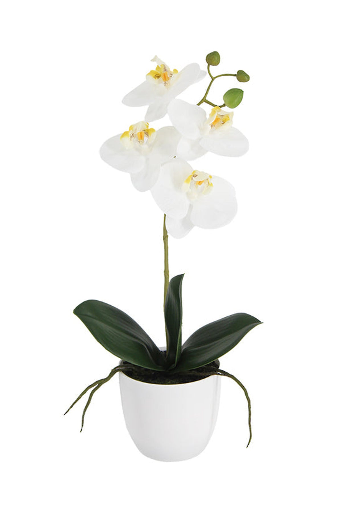 White faux phalaenopsis orchid in a white pot, on white