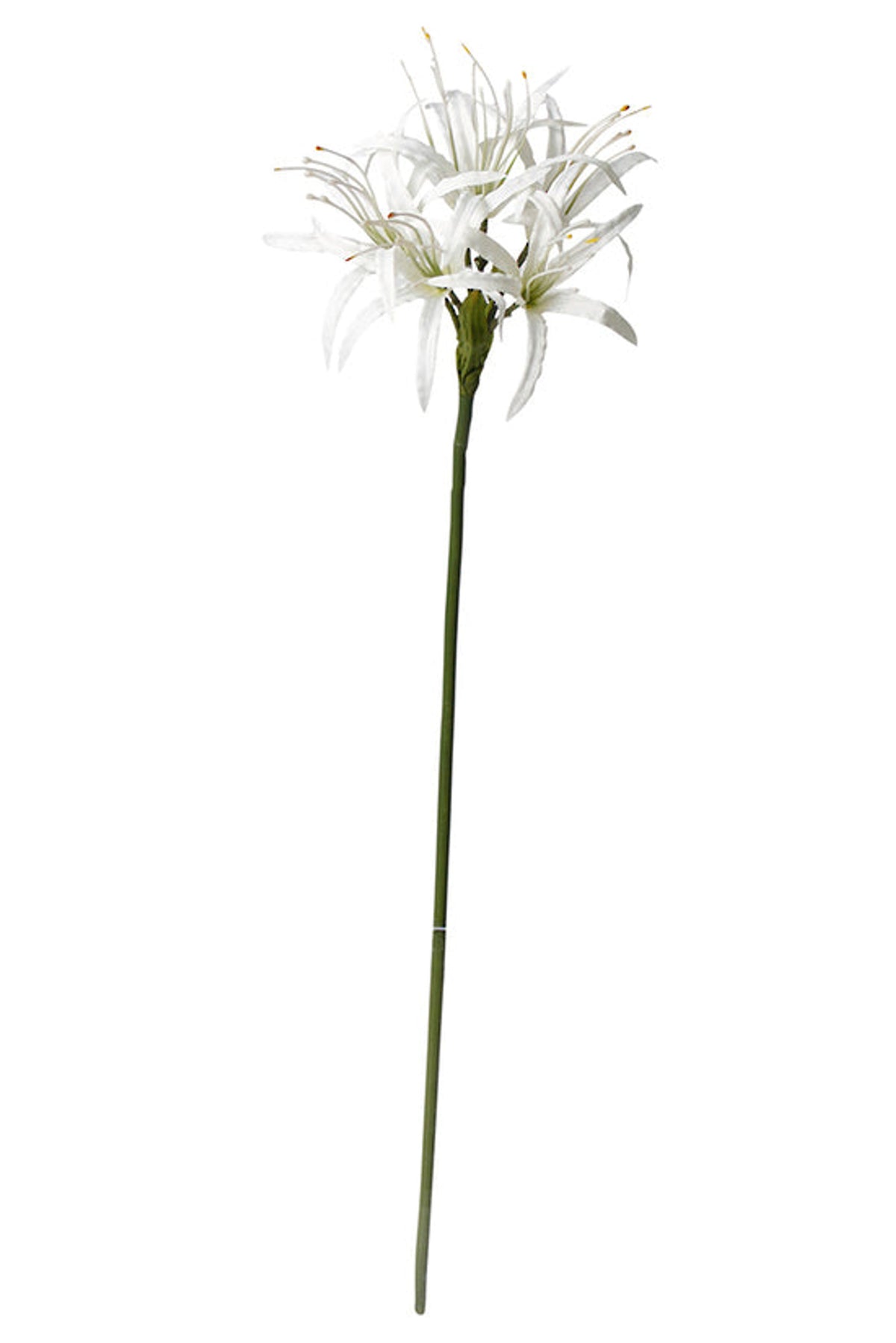 Single nerine stem at full length, on white