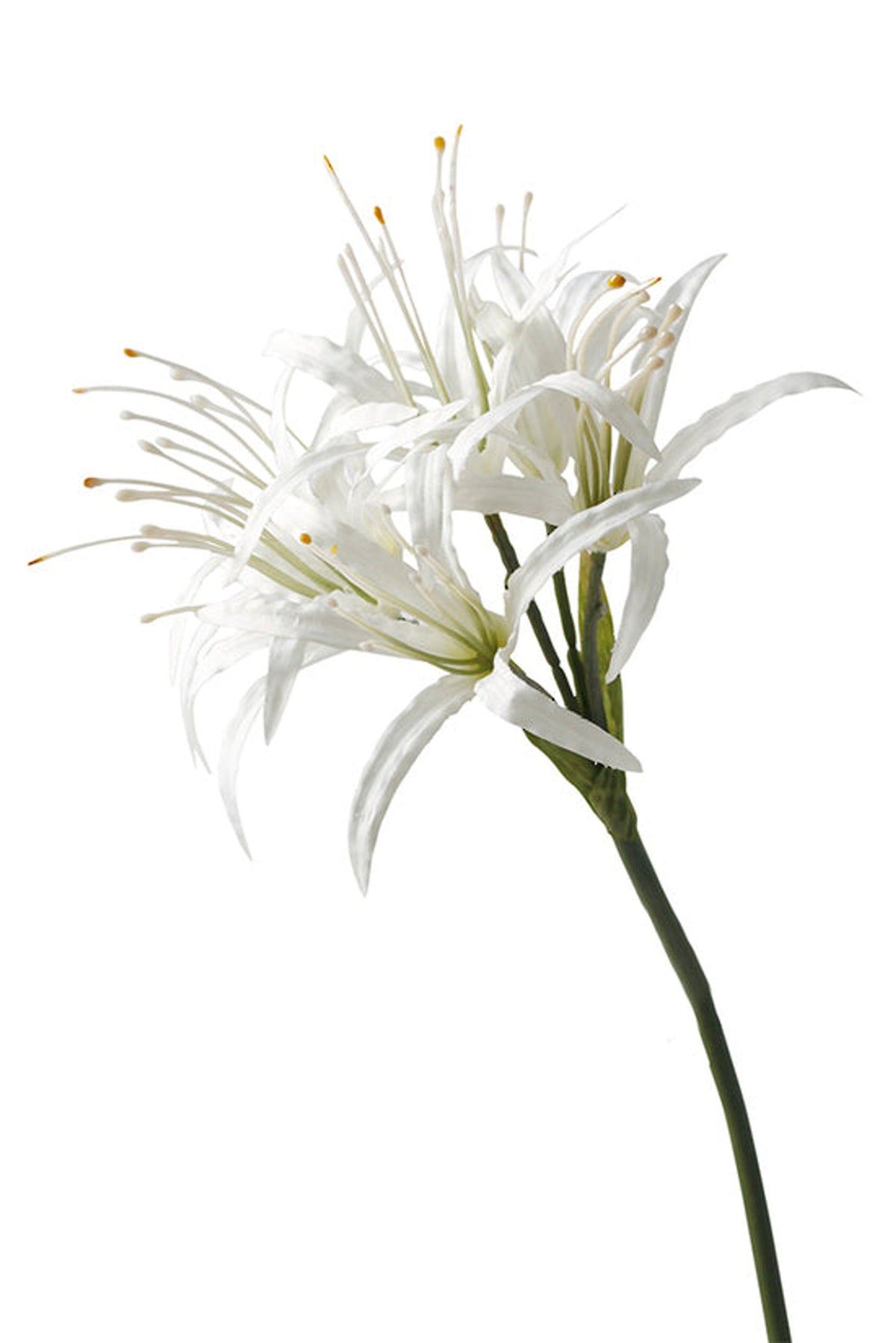 Nerine flower head with curving stem, on white