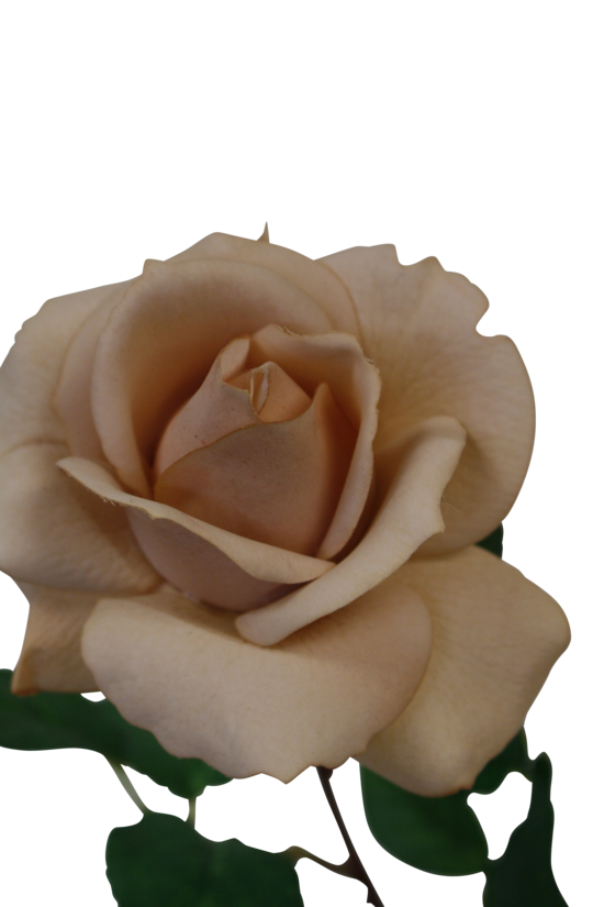 Tea Rose, Light Brown or Light Pink 65cm Faux Stem