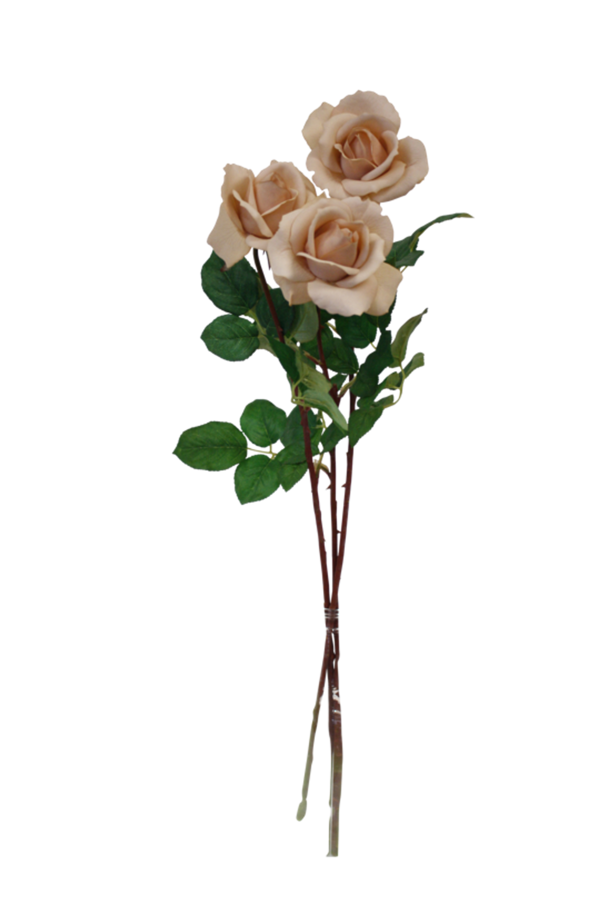 Light brown tea rose stems with three blooms, on white