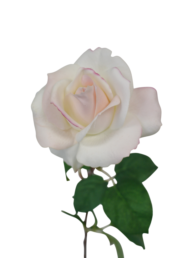 Tea Rose, Light Brown or Light Pink 65cm Faux Stem