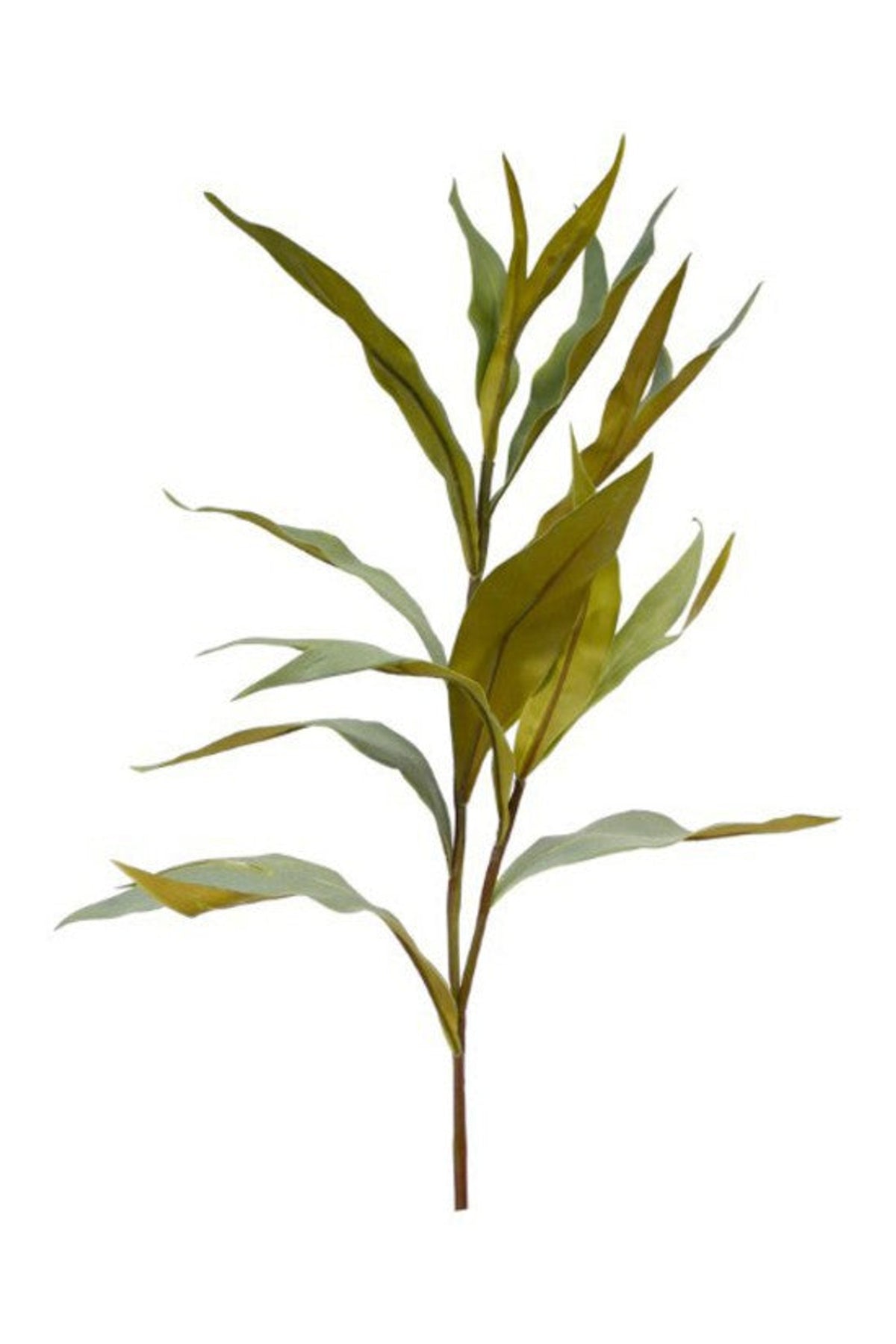 Faux staglia leaf spray with long olive green leaves, on white