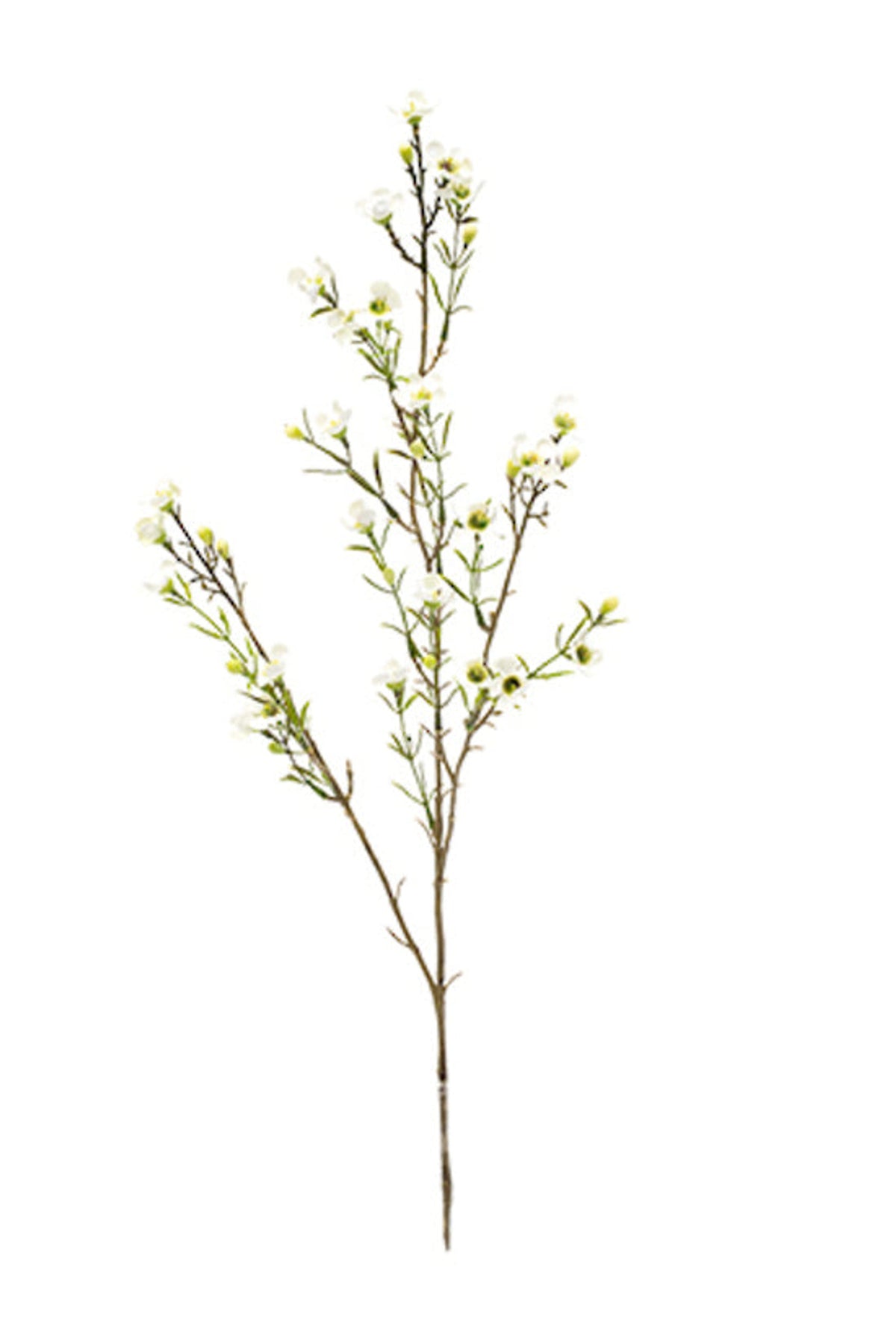 Faux white wax flower on a long branching stem, on white