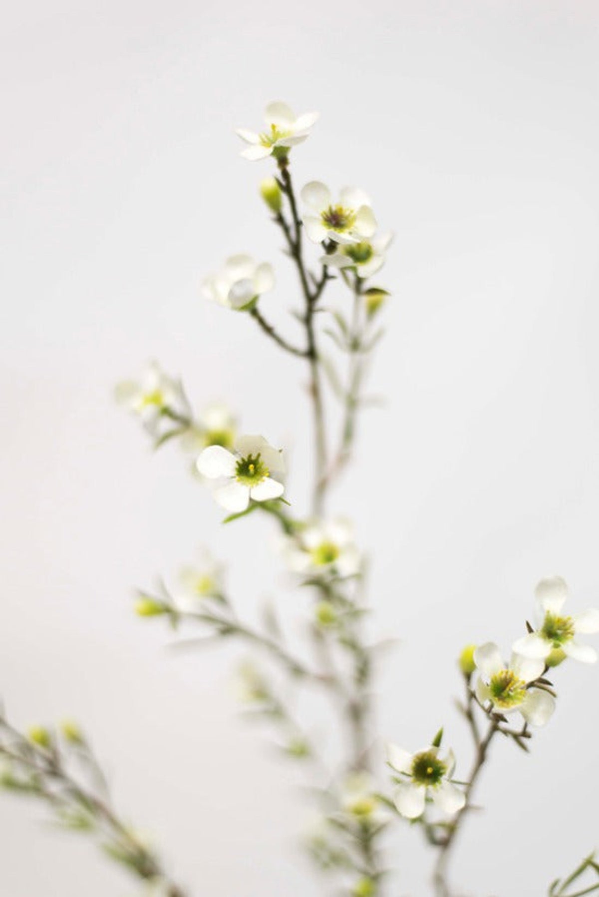 Close view of small white wax flowers on fine stems
