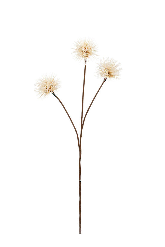 Dandelion spray with two pale seed heads on a fine brown stem, shown on white