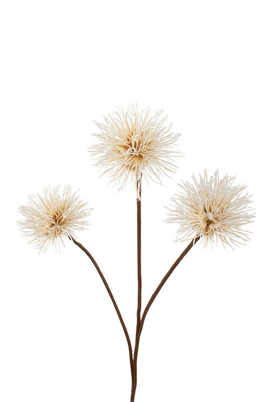 Three downy dandelion seed heads on branching brown stems against a white background