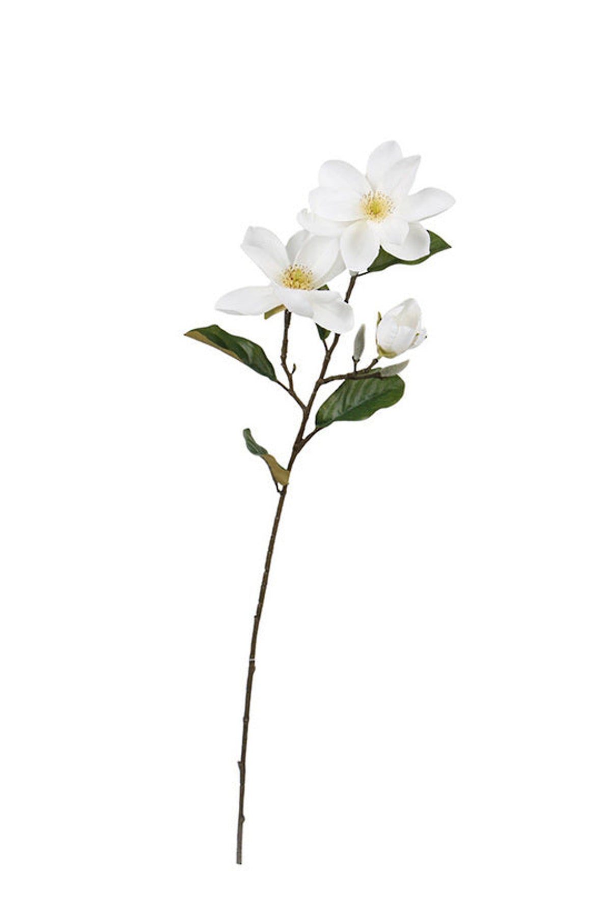 Cream legacy magnolia spray with open blooms and dark green leaves, on white