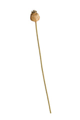 A maintenance-free Poppy Seed Stem Dried Look flower on a stick by Artificial Flora.