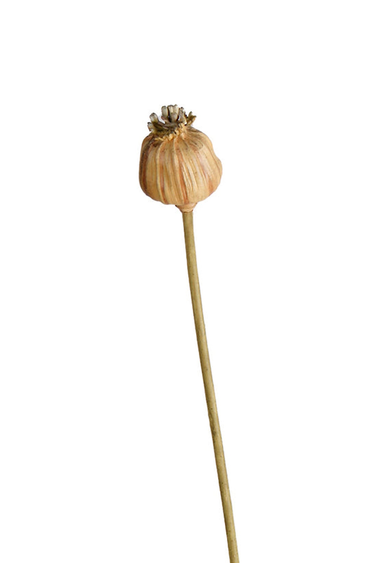 Dried look poppy seed stem with a single seed head, on white