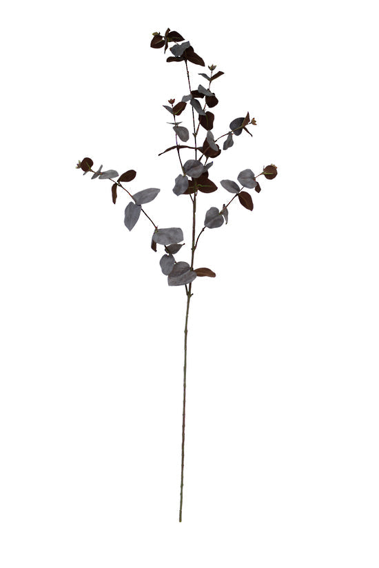 Brown eucalyptus spray with rounded bronze leaves on a slim stem, shown on white