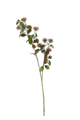 Leucospermum Spray Olive & Rust 101cm