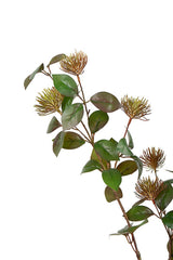 Leucospermum Spray Olive & Rust 101cm