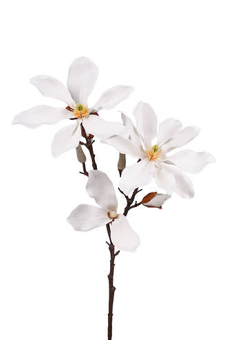 Fairy Magnolia 78cm White