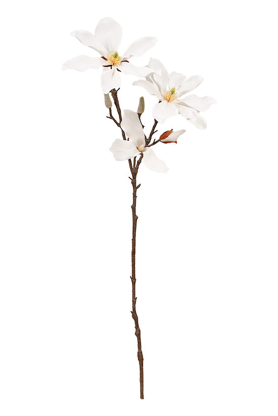 Fairy Magnolia 78cm White