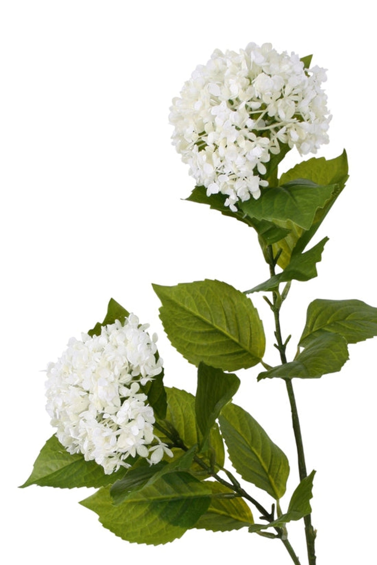 White viburnum spray with two heads and leaves, close view on white