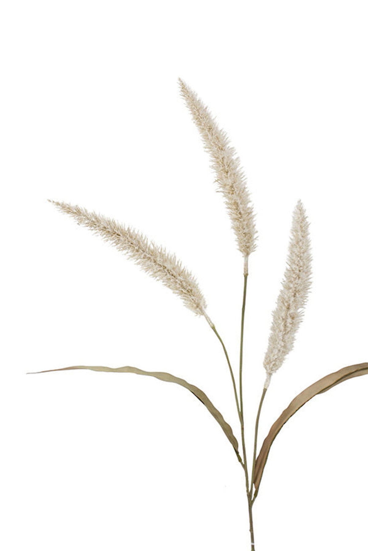 Fountain grass stem at full length with three plumes, on white