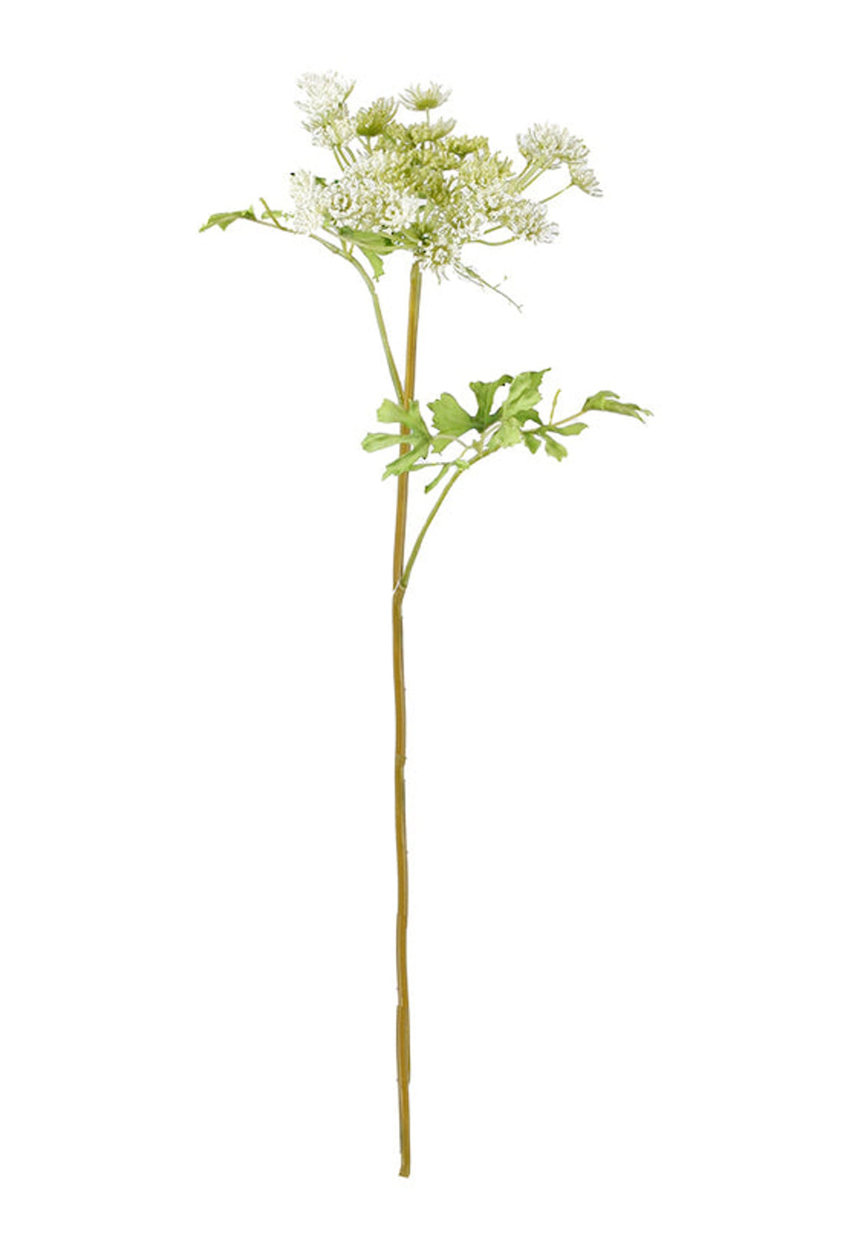 Dill ammi spray with lacy white and green flower heads, on white