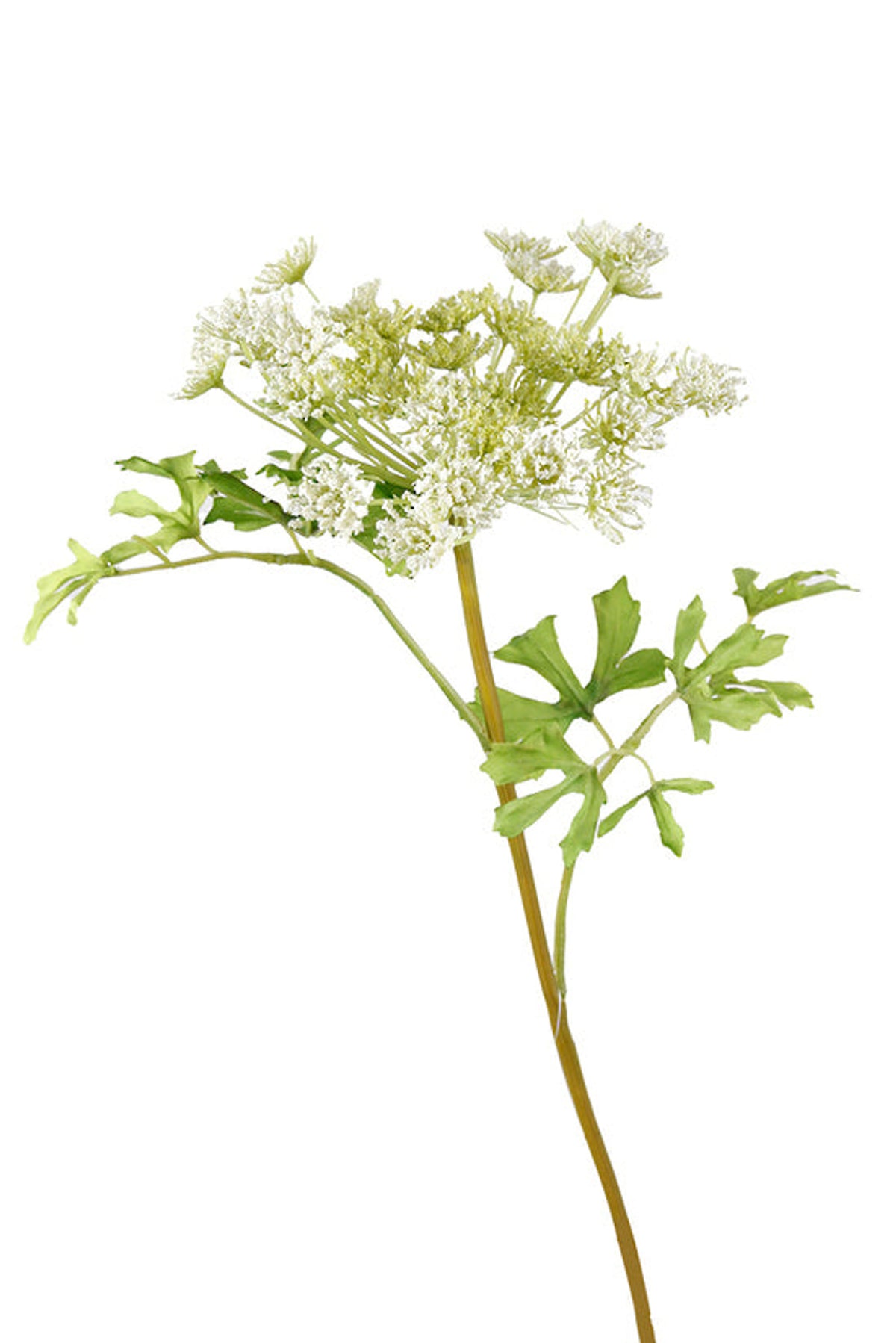 Dill ammi spray with leaves, angled view on white