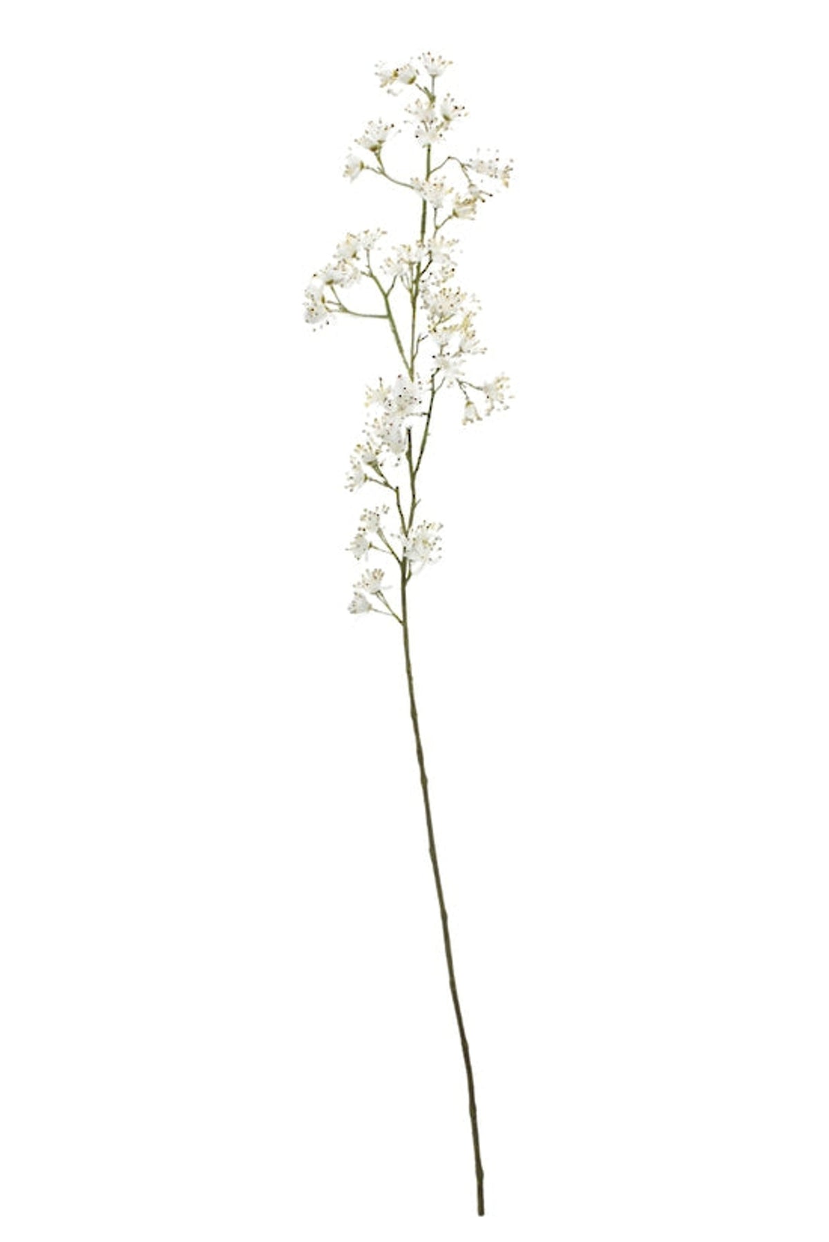 Tall white hawthorn blossom spray on a slender stem, on white