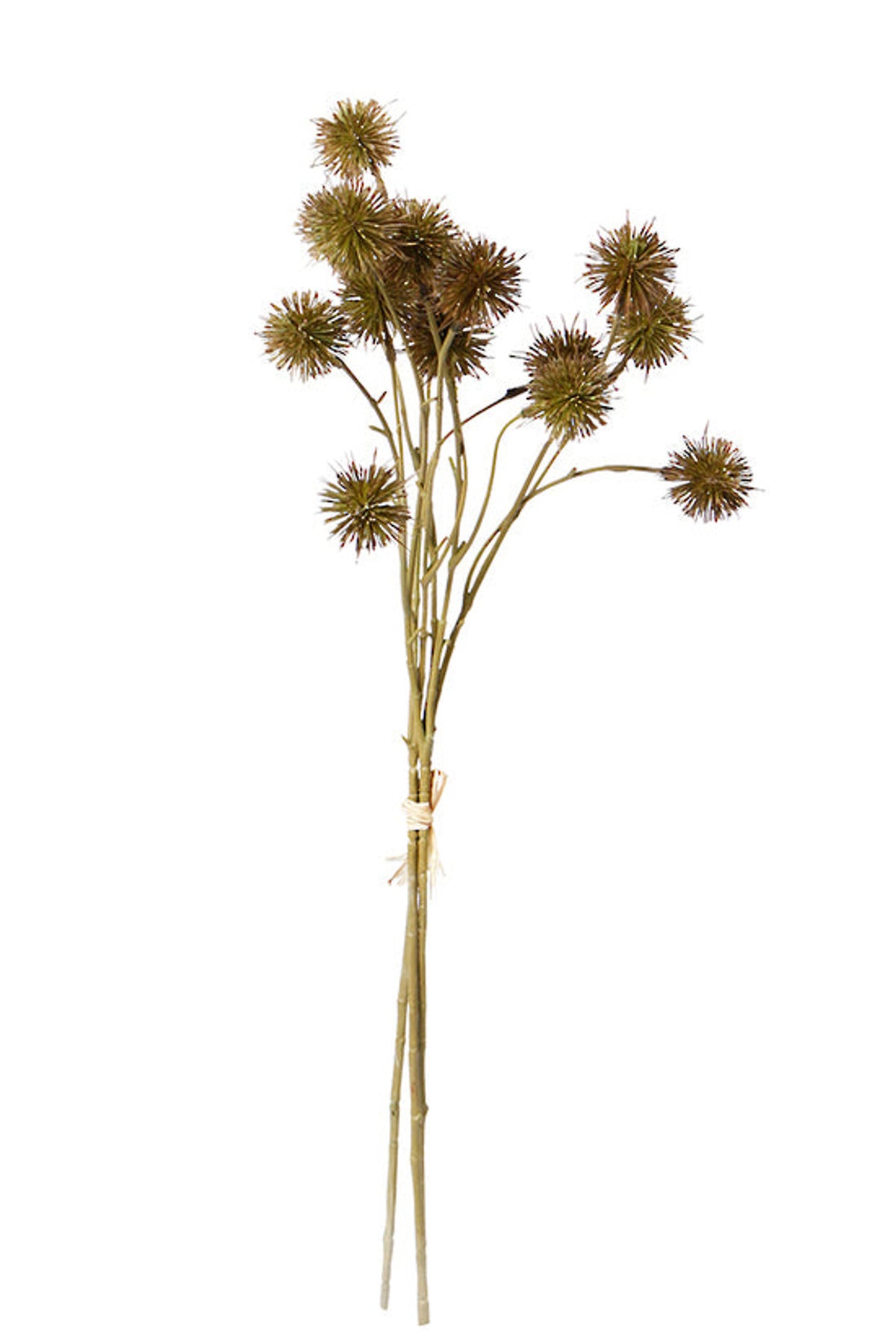 Sweet chestnut pod bundle, faux stems with spiky brown pods, on white
