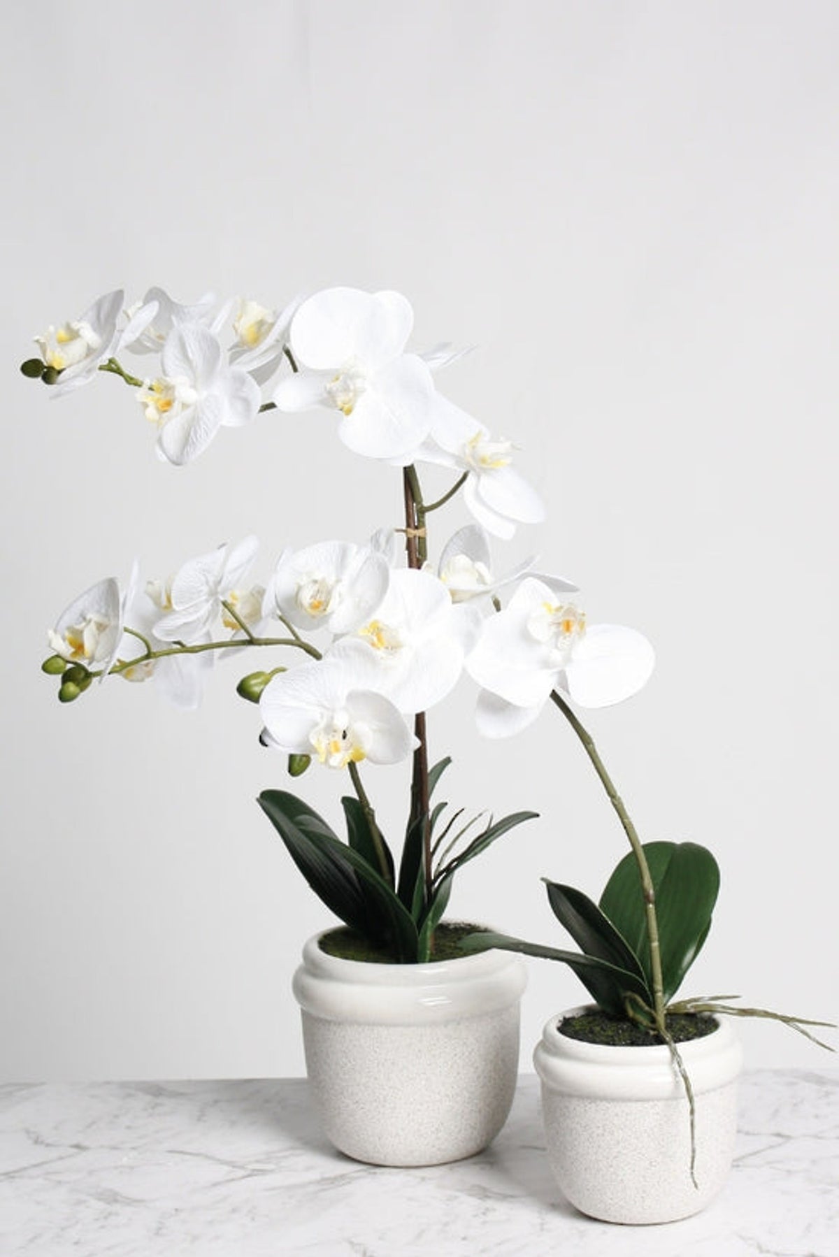 Two faux white phalaenopsis orchids in speckled ceramic pots, tall and short, on white marble