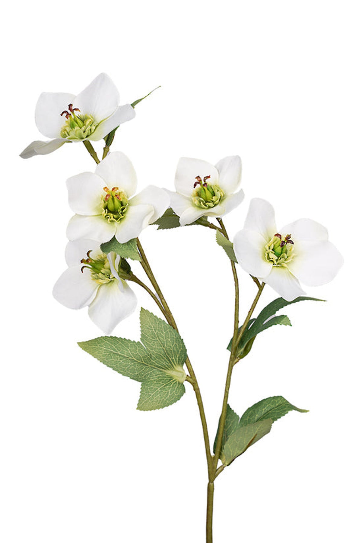 Close view of cream hellebore flowers and leaves, on white
