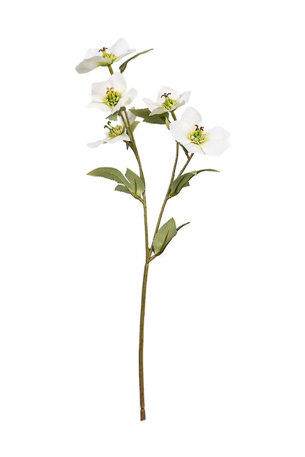 Cream hellebore spray with open flowers and buds, on white