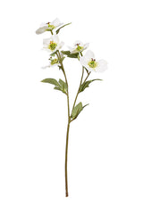 Hellebore Spray - Various Options