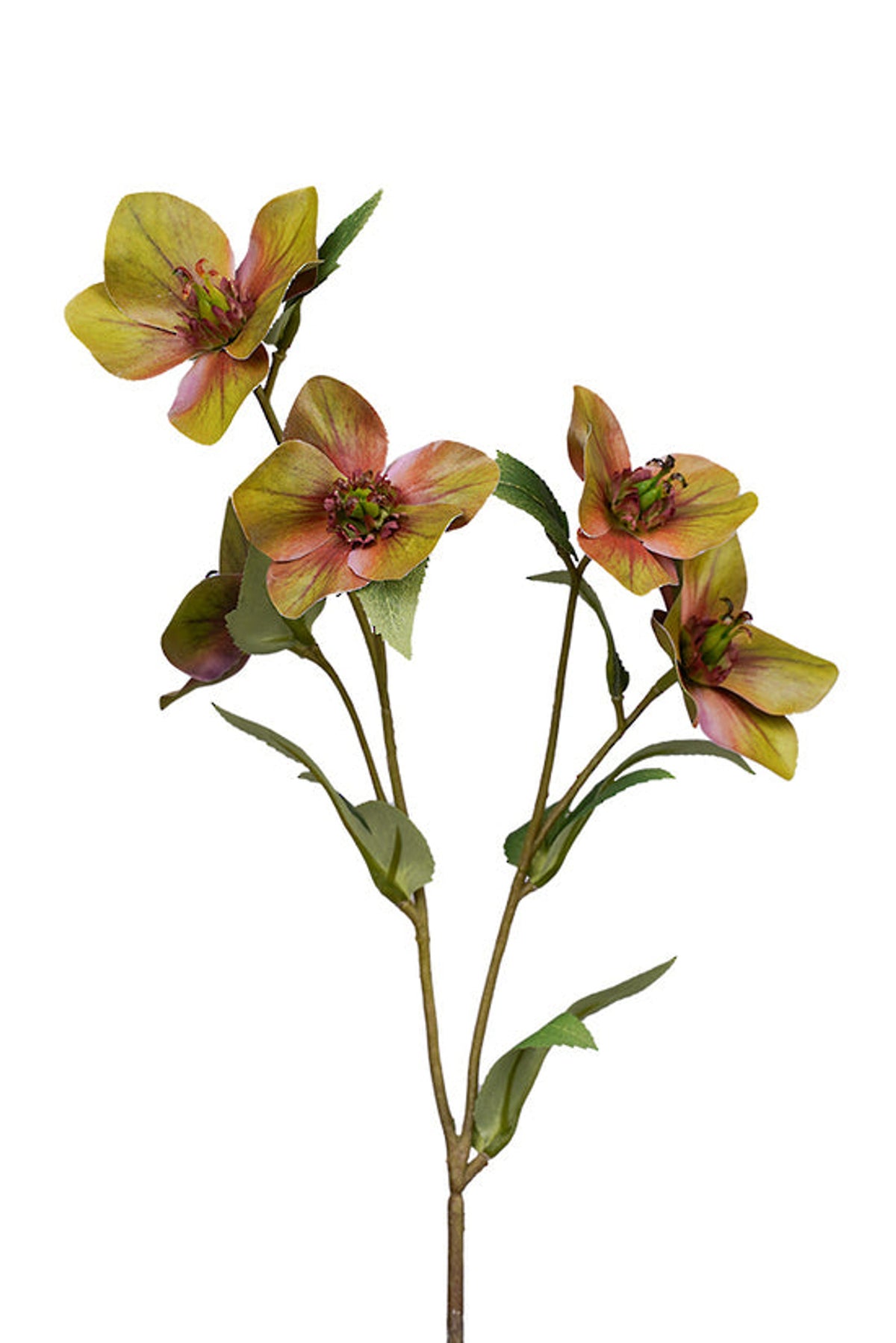 Close view of green hellebore flowers, on white