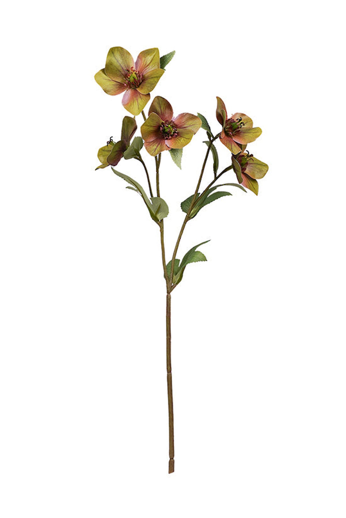 Green hellebore spray with dusky flowers, on white