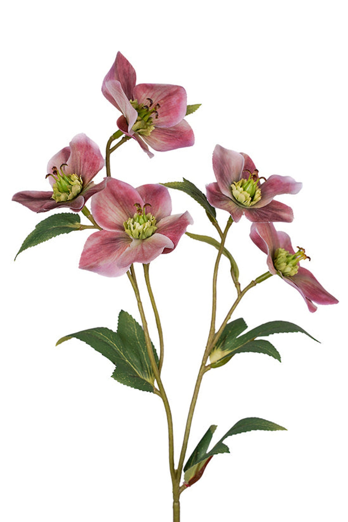 Close view of mauve pink hellebore flowers, on white