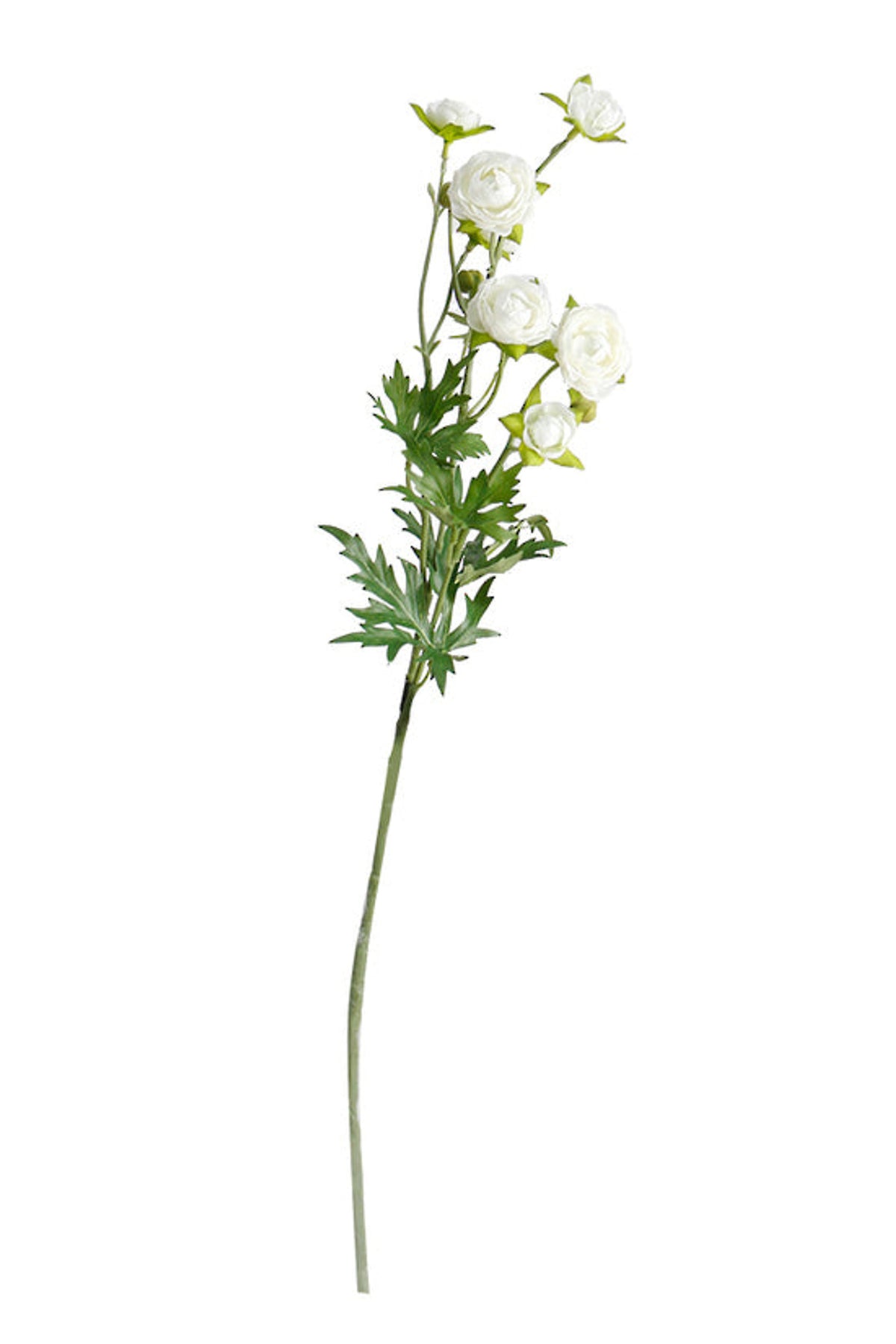 Petite ranunculus spray at full length, on white