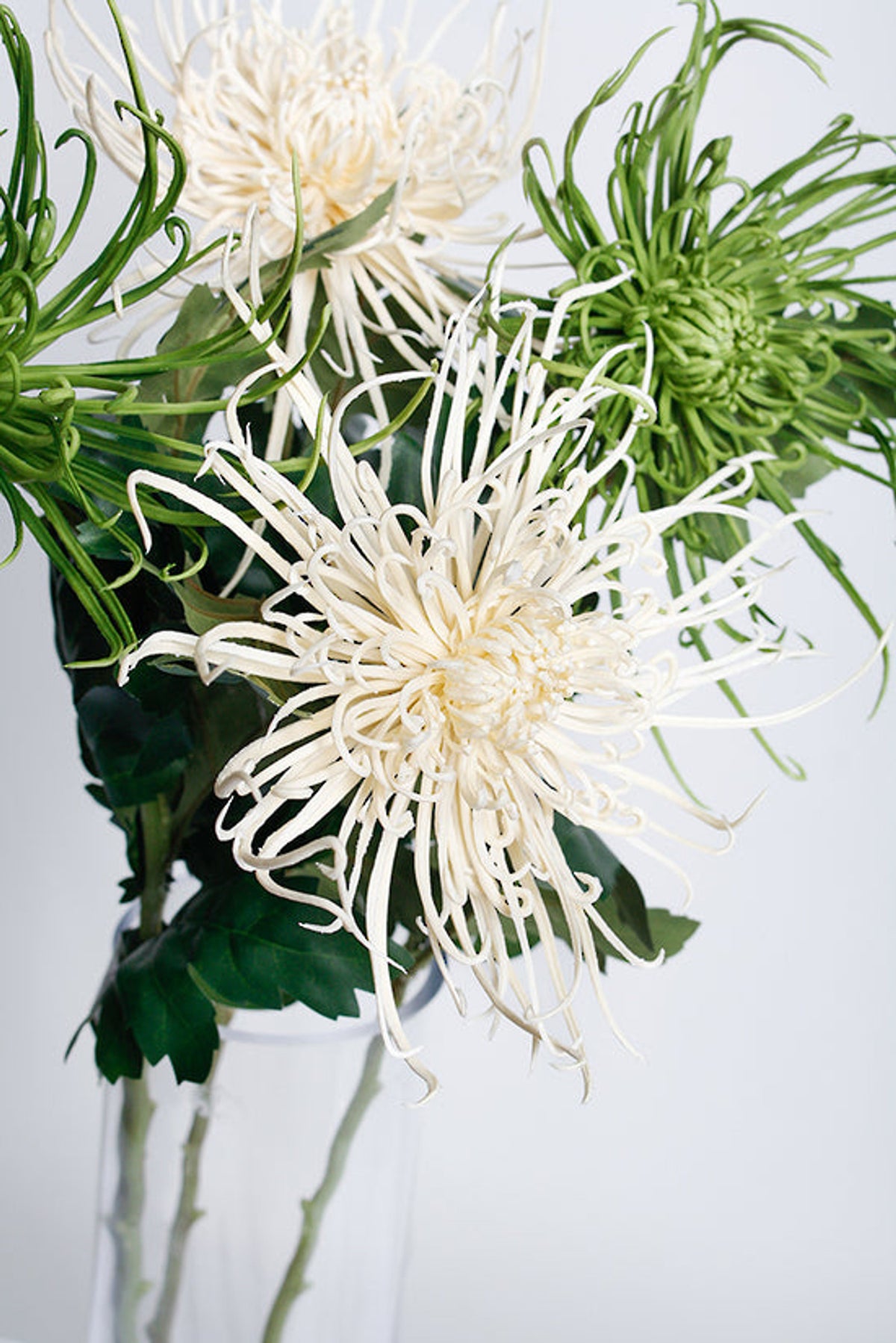 Cream and green spider mum blooms together in a glass vase, close view