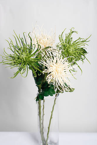 Cream Spider Mum Stem – 71cm Artificial Flower