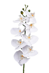 Phalaenopsis Orchid White 86cm