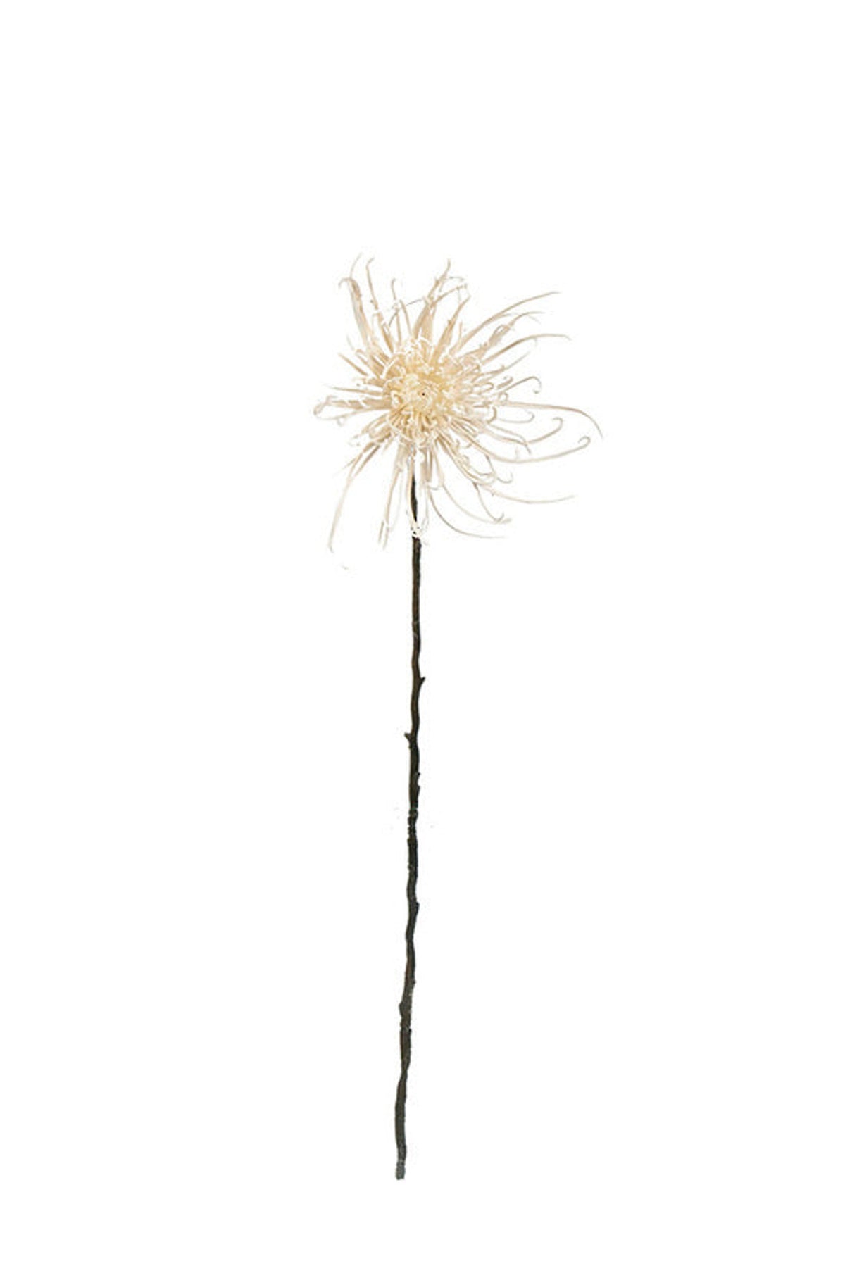 Faux spider mum in winter white on a dark stem, on white