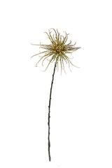 Spider Mum Stem | Khaki Green 71cm