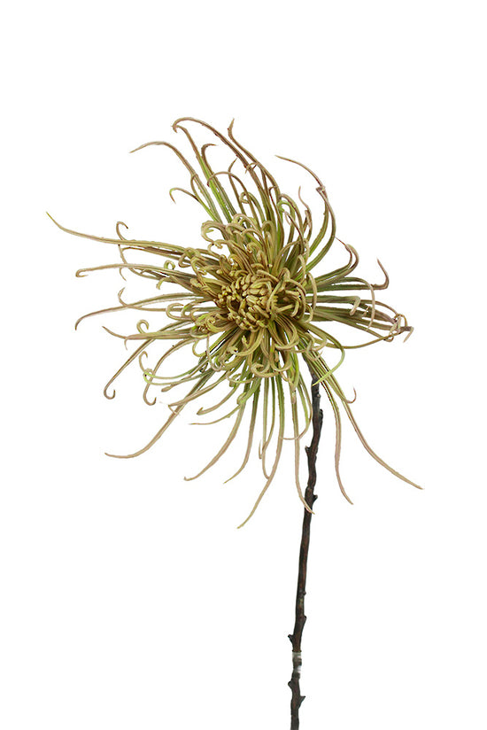 Spider Mum Stem, Khaki Green 71cm Faux Flower
