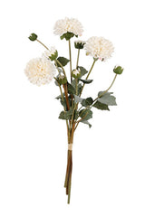 Pompom Dahlia Bundle - Cream